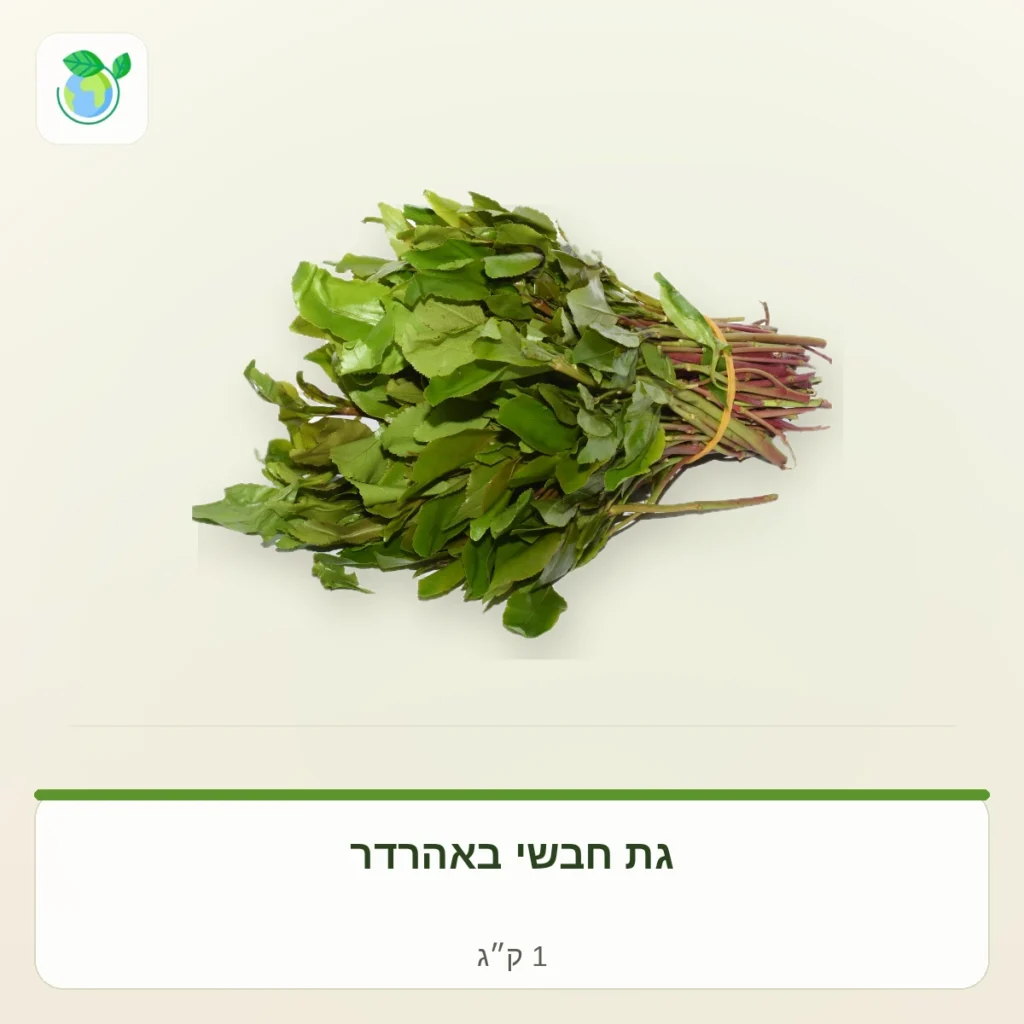 חבילה של עלים ירוקים טריים עם גבעולי הצמחים קשורה בגומי בצילום על רקע בהיר.