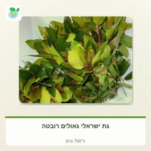 Bundle of fresh bay laurel leaves tied with a pink twist tie; glossy green leaves with reddish stems