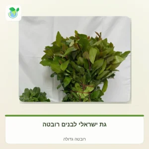 Bundled bay laurel branches with green leaves tied with a red string against a white background