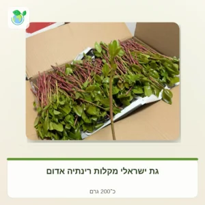 Box of fresh leafy herbs with red stems packed in a cardboard shipping box, ready for sale