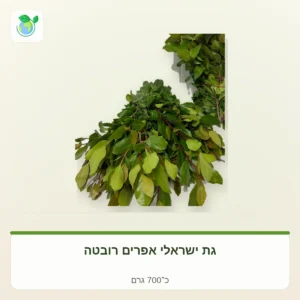 Fresh bay laurel branches with glossy green leaves, Israeli product, about 700 g
