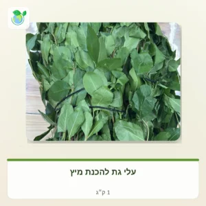 Fresh green betel leaves bundled together, ready for making juice.